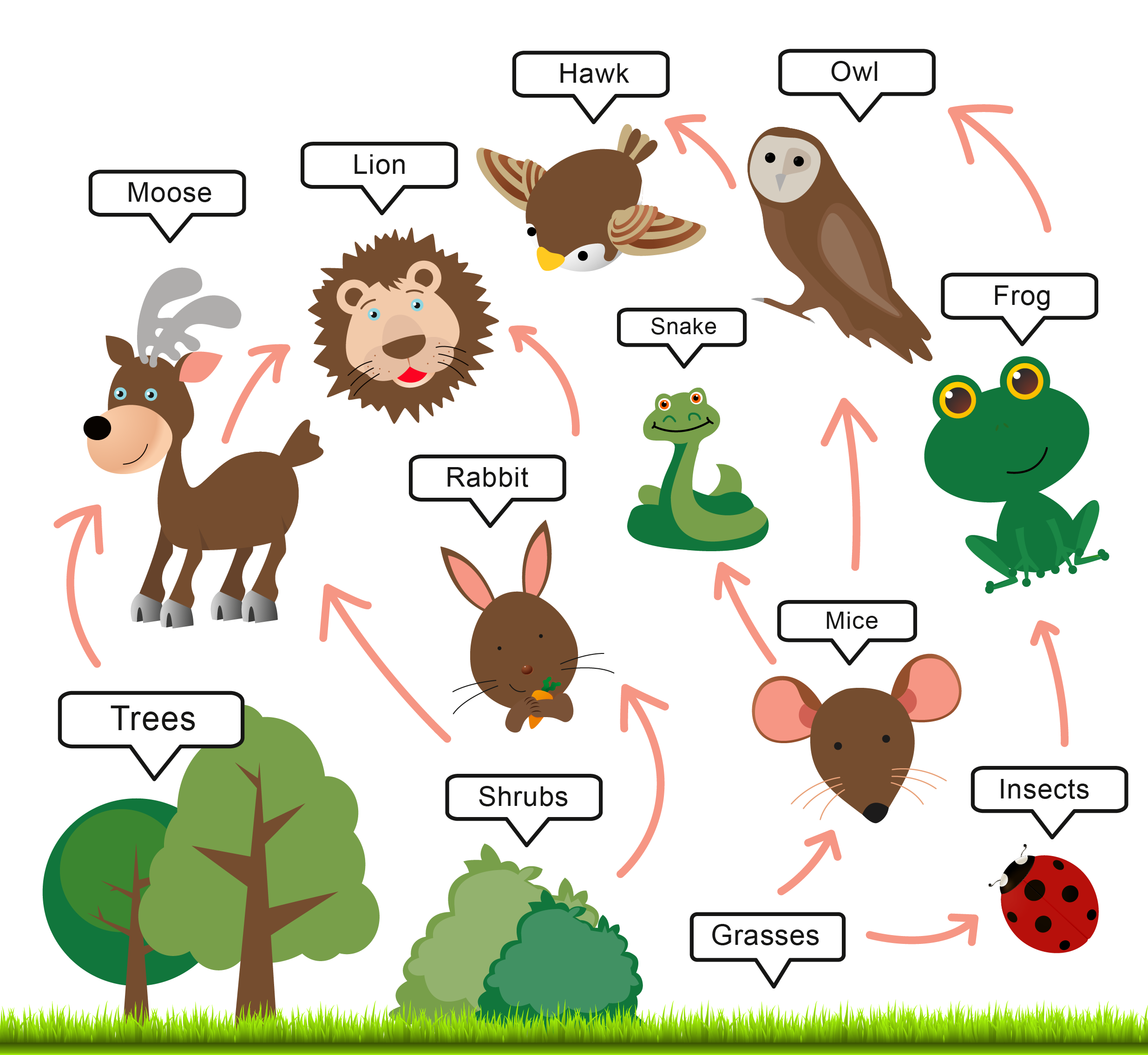 Barn Owl Food Chain Food Chain Human Impact Barn Owl Barn Owl 